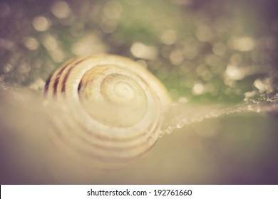 snail shell on cobweb - Powered by Shutterstock - Get 15% off with code: PIKWIZARD15