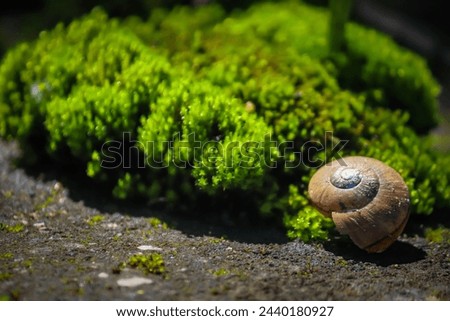 a snail shell on a green moss