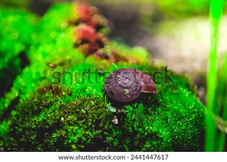 a snail shell on a green moss
