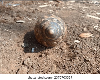 a snail shell on the ground , close up photo 