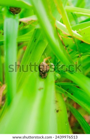 Snail Shell on a long leaf between many leaves in a garden of a park in portrait image
