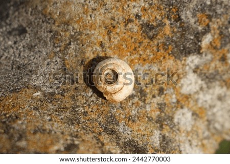 Snail shell on a rock with lichen in the background
