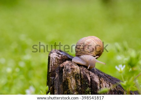 Similar – Image, Stock Photo Weinbergschnecke , Snail crawling on the grass in the garden, shallow depth of field
