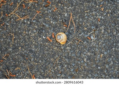 Snail shell resting on dark asphalt surface with small stones and dried pine needles.