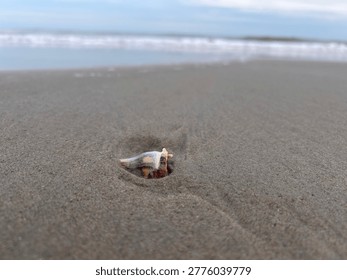 snail shell in the sand