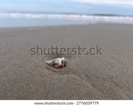 snail shell in the sand