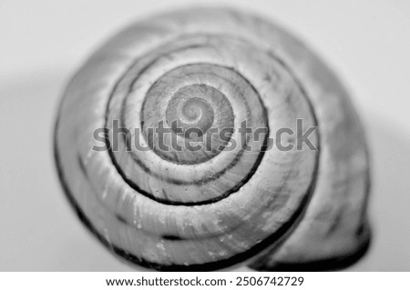 Similar – Image, Stock Photo snail shell Snail