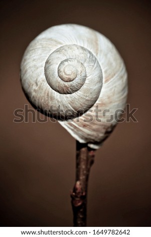 Similar – Image, Stock Photo snail shell Nature Twig