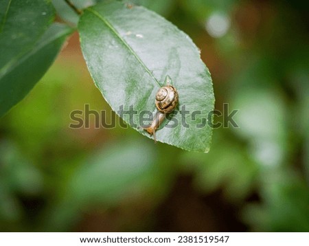 a snail with a snail shell in summer in the forest on a forest floor on green leave