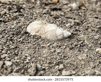 a snail shell that has long been detached from the snail and buried in the ground