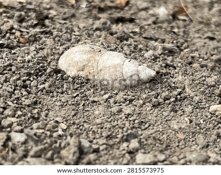 a snail shell that has long been detached from the snail and buried in the ground