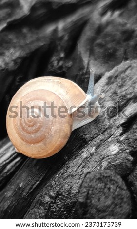 A snail is a shelled gastropod the common name snail is also used for most of the members of the molluscan class Gastropoda that have a coiled shell that is large enough to retract completely into