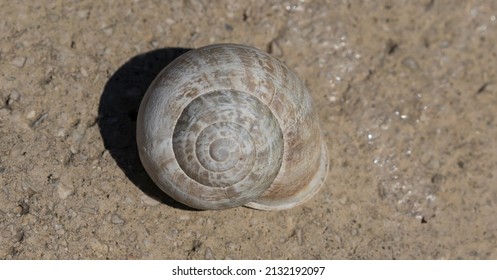 A snail or a shelled gastropod. The name is most often applied to land snails, terrestrial pulmonate gastropod molluscs. 