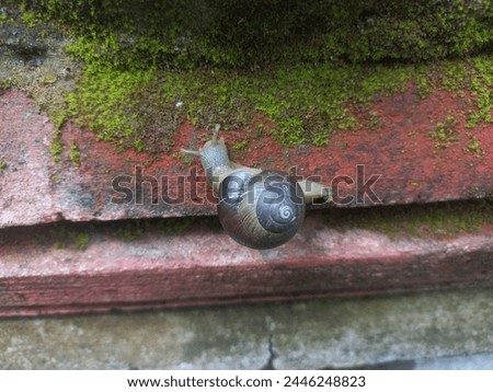 A snail is a shelled gastropod. The name is most often applied to land snails, terrestrial pulmonate gastropod molluscs. sticks to walls, creeps slowly in damp places