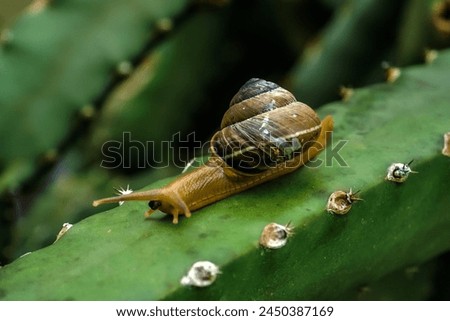 A snail is a shelled gastropod. The name is most often applied to land snails, terrestrial pulmonate gastropod molluscs.