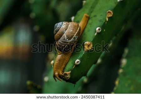 A snail is a shelled gastropod. The name is most often applied to land snails, terrestrial pulmonate gastropod molluscs.