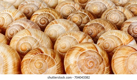 Snail Shells Background