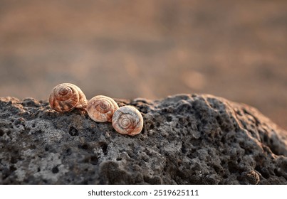 Snail shells close up on stone outdoor, abstract natural background. old empty snail shells. Helix detail. Harmony, life balance, relax image. cycle of life. save wild life, ecology. - Powered by Shutterstock