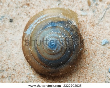 Snail shells in my backyard  here Thailand