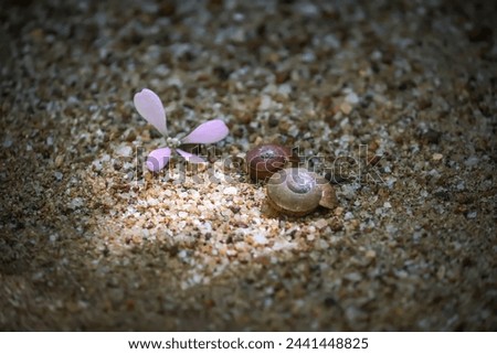 a snail shells on the beach
