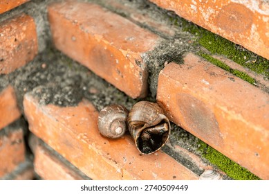Snail Shells on Brick Wall used as ash-pot with cigarette stub inside
