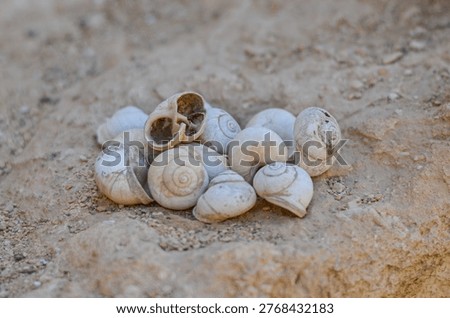 Snail Shells on Desert Ground – Natural Texture and Minimal Composition Close-up of small snail shells arranged on dry desert ground, showcasing natural textures and minimal composition. Ideal for nature, environment, and background concepts.
