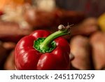Snail sits on a bell pepper