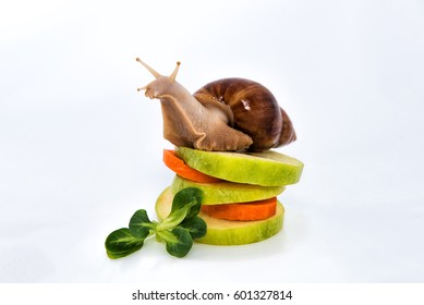 Snail Sitting On Fruits And Vegetables.  Slow Food Concept. 