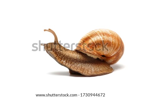 snail sliding on surface isolated on white