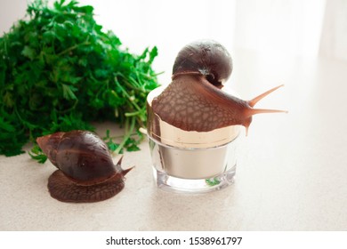 Snail Slime Facial Cream Concept Jar Stock Photo 1537505477 | Shutterstock