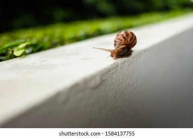 The Snail , Slow Life , Slow Driver , Slow Motion , Animal