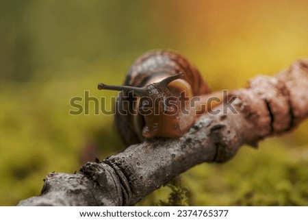 Snail slowly creeping along super macro close-up