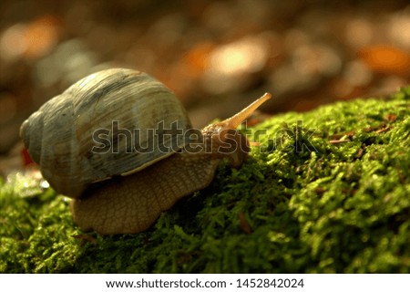 Similar – Image, Stock Photo Screw II Snail Snail shell