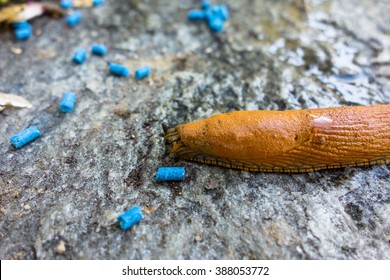 Snail With Slug Pellets