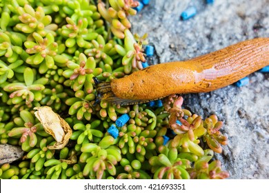 Snail With Slug Pellets