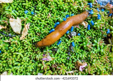 Snail With Slug Pellets