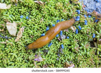 Snail With Slug Pellets