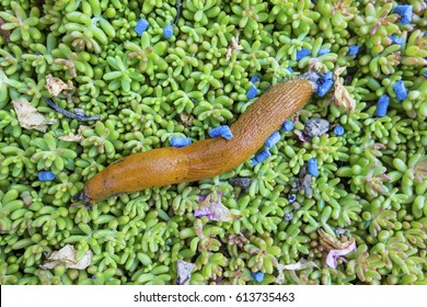 Snail With Slug Pellets