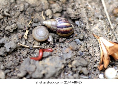 Snail and small animals slow life on natural ground and eat dry leaf for food in the garden