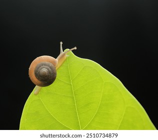 snail, small snail, photo of two small snails perched on a green leaf on a black background - Powered by Shutterstock