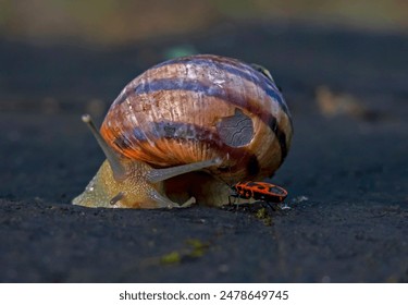 A snail and a small red spotted bug.