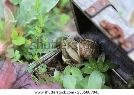 snail, snails, nature, natural garden, couple kissing, Weinbergschnecke, Weinbergschnecken, Schnecke