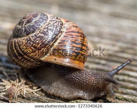 Snail at snail's pace
