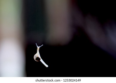Snail with spider web