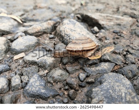 A snail with a striped brown and white shell crawls across dark, damp rocks. Its long eyestalks reach forward as it moves. The background is blurred, keeping the focus on the snail.
