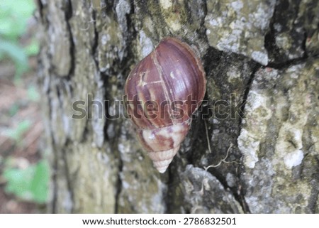 a snail stuck to a tree.