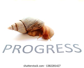 snail as a symbol: slow progress is still progress				 - Shutterstock ID 1382281427