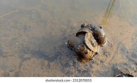 a snail that doesn't want to be separated from its partner, on a natural background in the morning - Shutterstock ID 2312070055