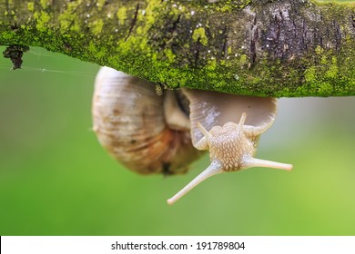 snail upside down