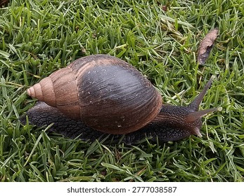 Snail is usually one of almost all members of the molluscan class Gastropoda which have coiled shells. The name is most often applied to land snails, terrestrial pulmonate gastropod molluscs.